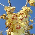Chimonanthus praecox